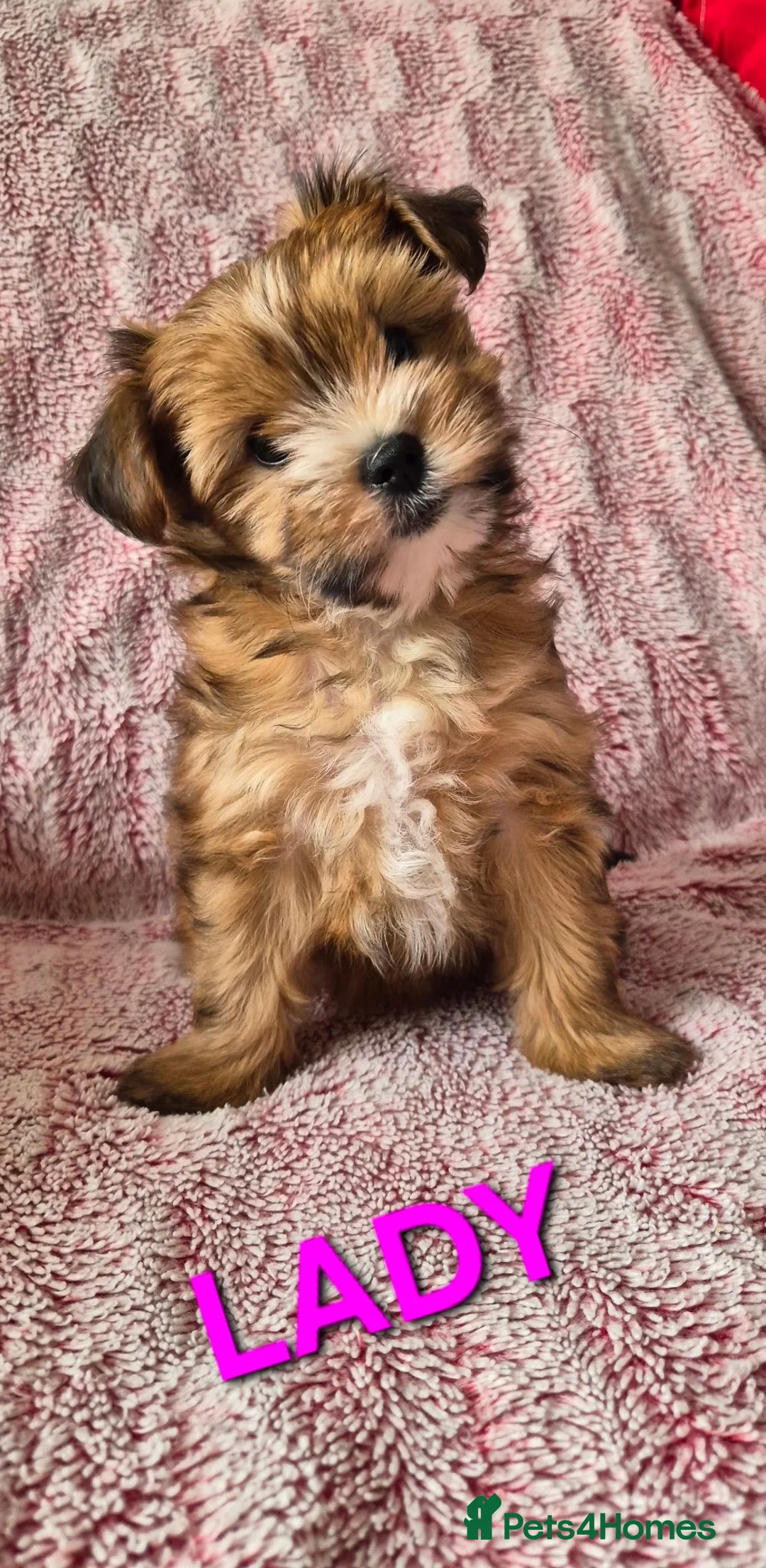 Yorkshire Terrier dogs for sale: 2 gorgeous colourful Yorkshire Terrier girls - Advert 21