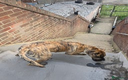 Presa Canario dogs for sale: Presa Canario Male  - Image 7