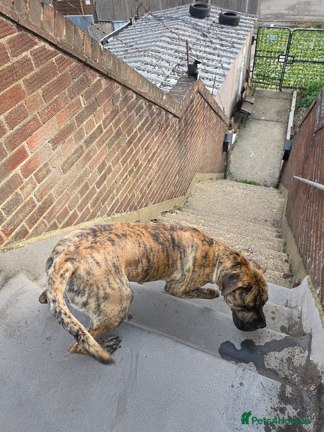 Presa Canario dogs for sale: Presa Canario Male  - Image 7