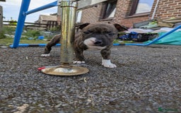 English Bull Terrier dogs for sale: English bull terrier cross staffys - Image 27