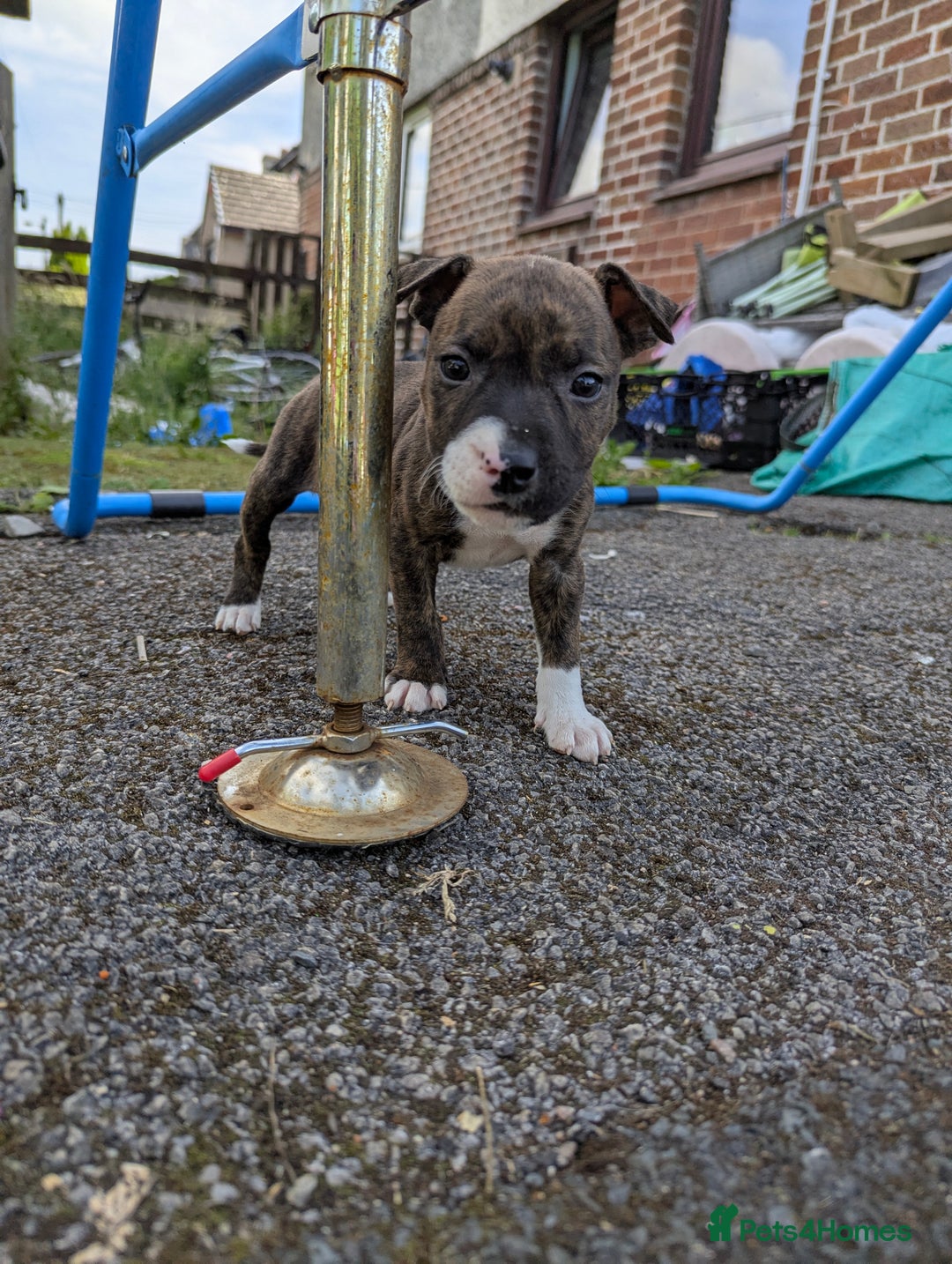 English Bull Terrier dogs for sale: English bull terrier cross staffys - Image 27