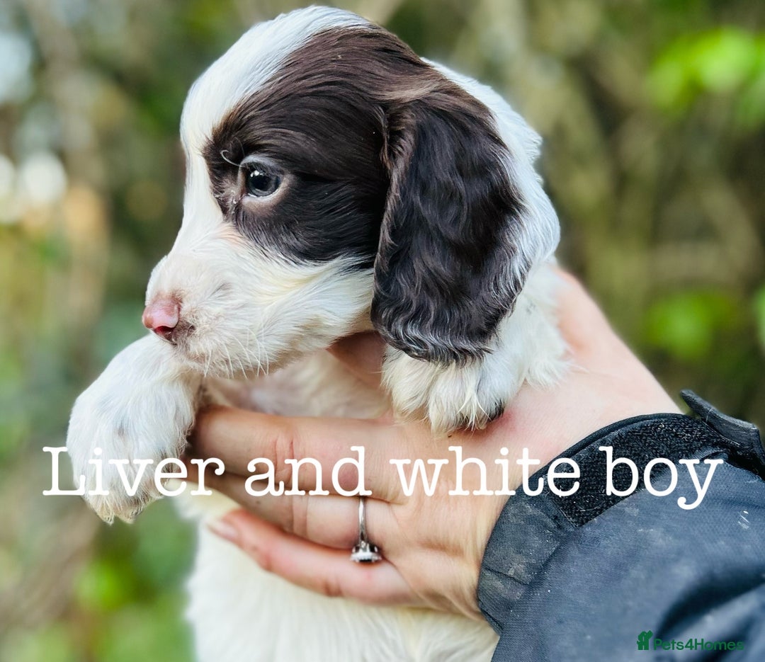 Cocker Spaniel dogs for sale: Sprocker Spaniel puppies  - Advert 13