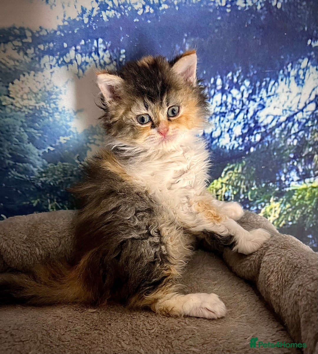Selkirk Rex cats for sale: Gorgeous Selkirk Rex kittens - Image 24