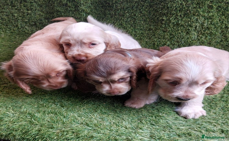Cocker Spaniel dogs - Advert 1