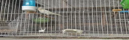 Mixed Breed birds for sale: Cannry and cage  - Advert 5