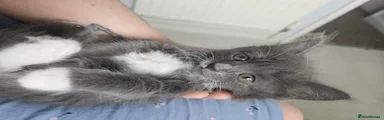 Mixed Breed Kitten 1