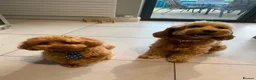 Cockapoo dogs for sale: 🐾 Beautiful F1B Cockapoo Puppies  🐾 - Advert 9
