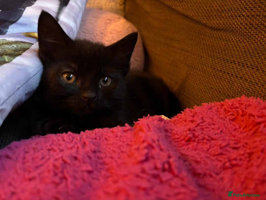 British Shorthair cats for sale: All black beautiful female kitten  - Advert 1