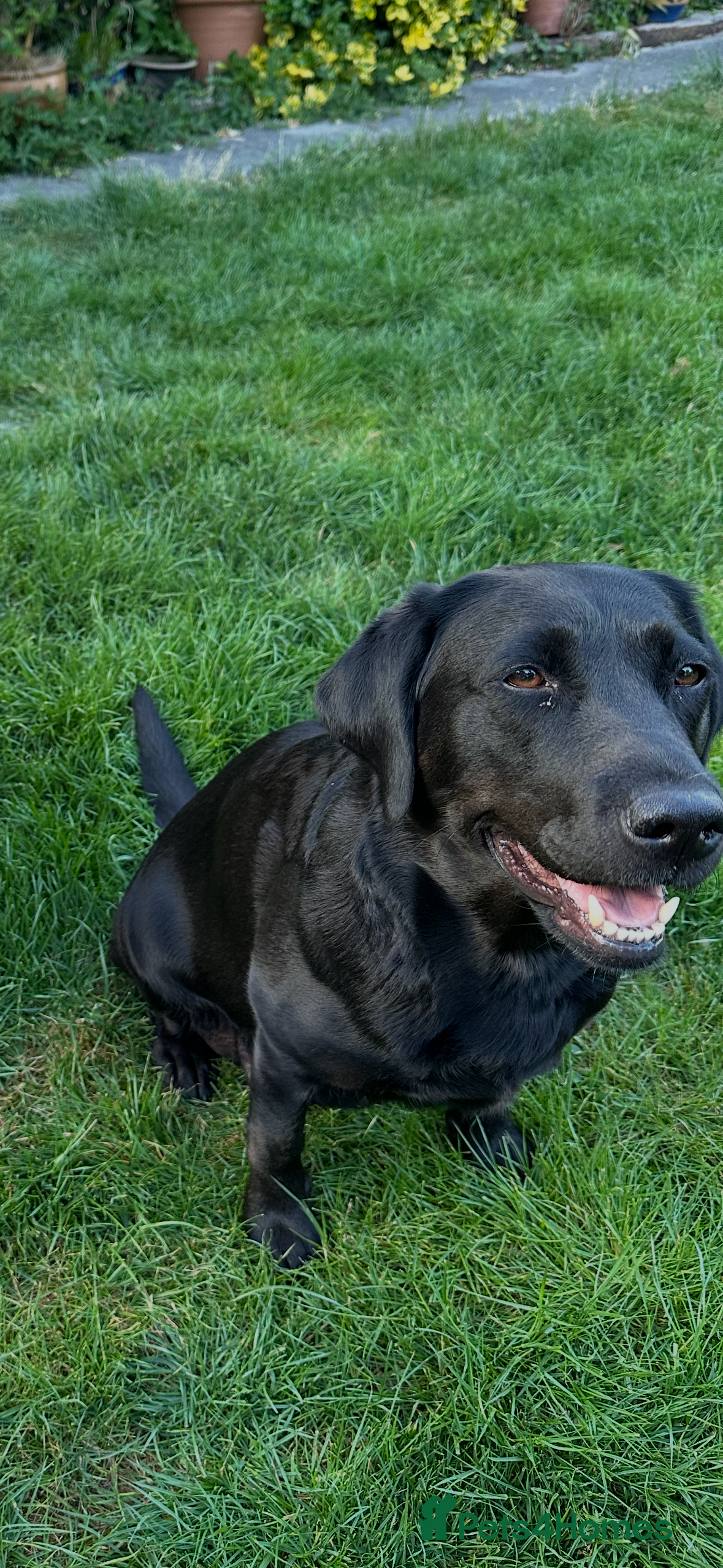 Maya