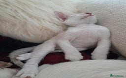 Siamese cats for sale: Buster - Image 3