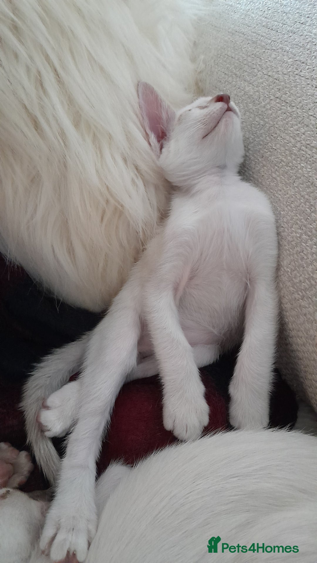 Siamese cats for sale: Buster - Image 3