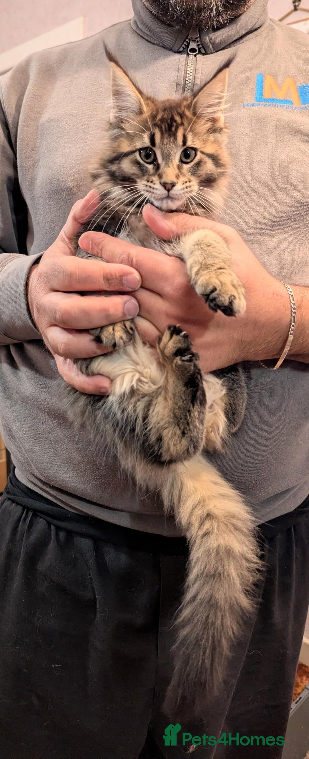 Maine Coon cats for sale: 🎄GCCF XXL Maine Coon Kitties-RARE OPPORTUNITY🎄  - Advert 9