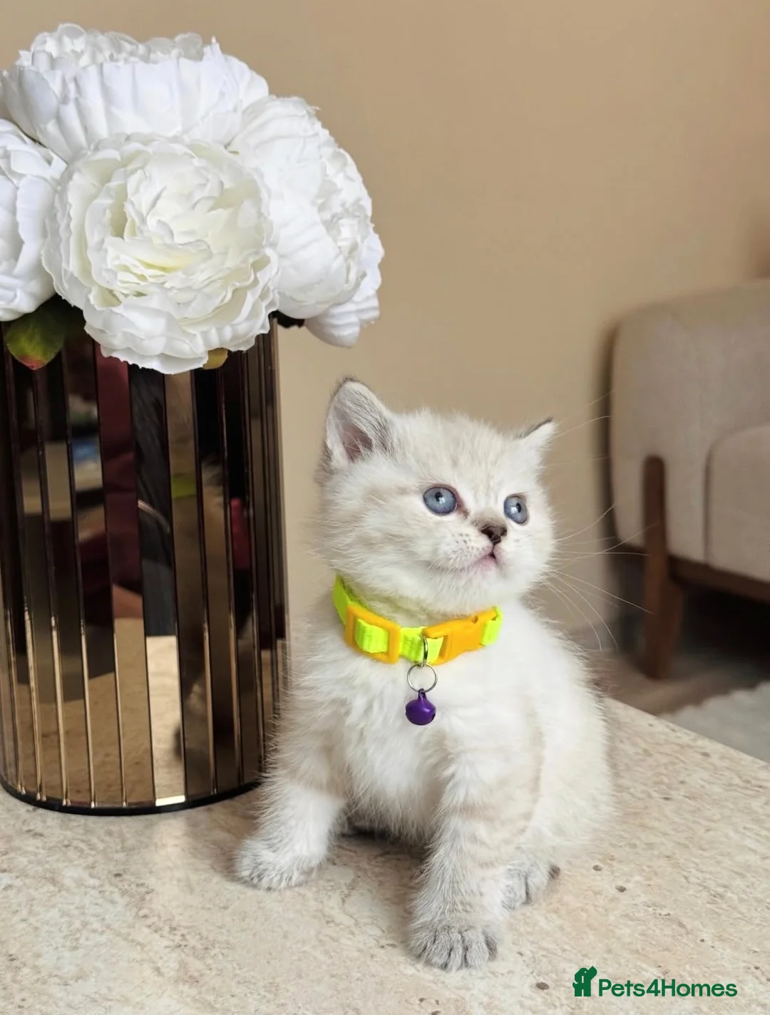 British Shorthair cats for sale: Beautiful female British shorthair kitten - Advert 2