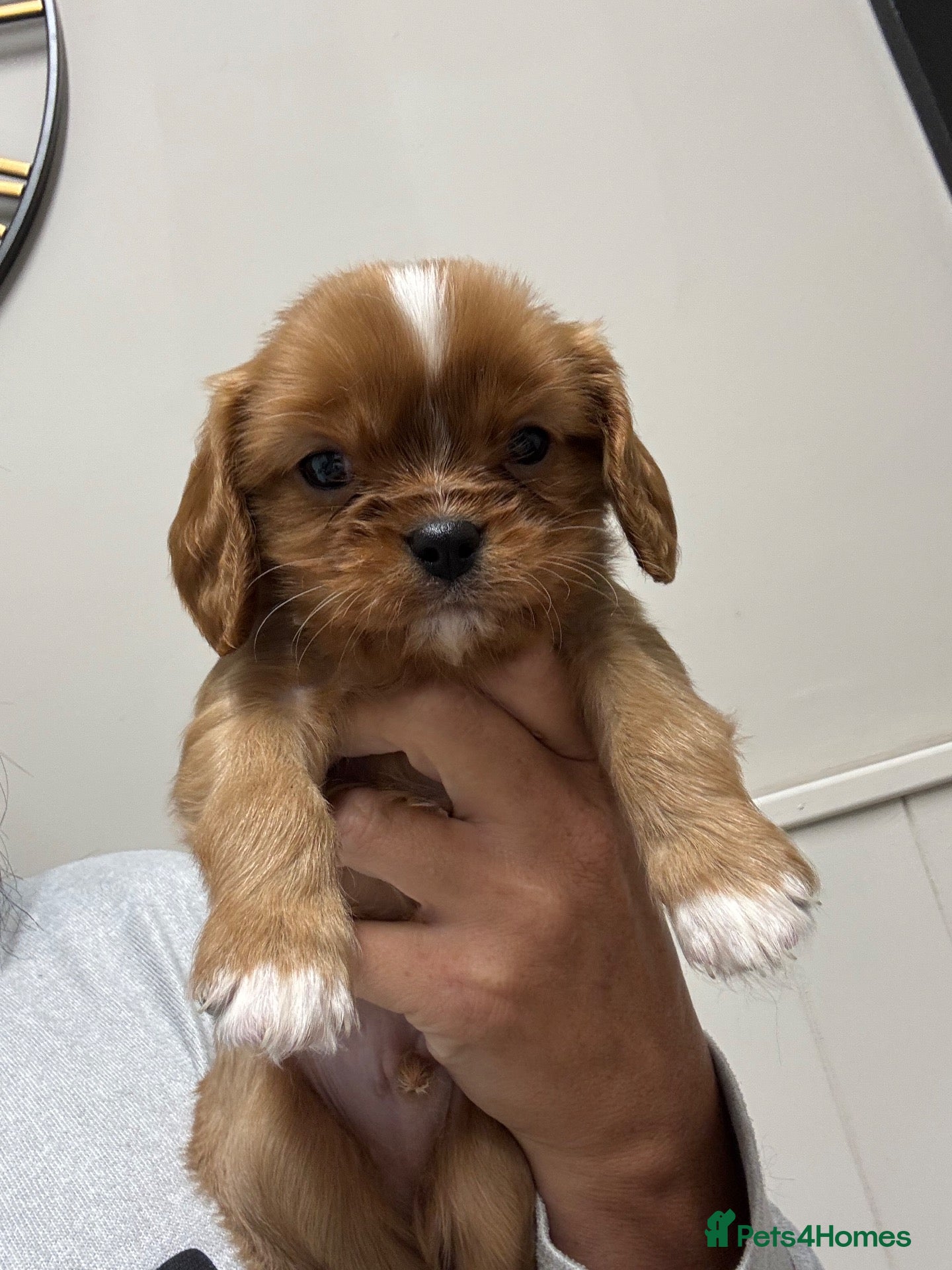 Cavalier King Charles Spaniel dogs for sale: King Charles cavalier puppies - Advert 3