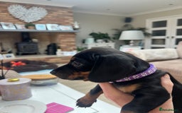 Dachshund dogs for sale: Standard Dachshund puppies for sale - Image 3