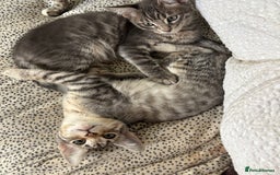Bengal cats for sale: Half breed Bengal kittens for sale - Image 6