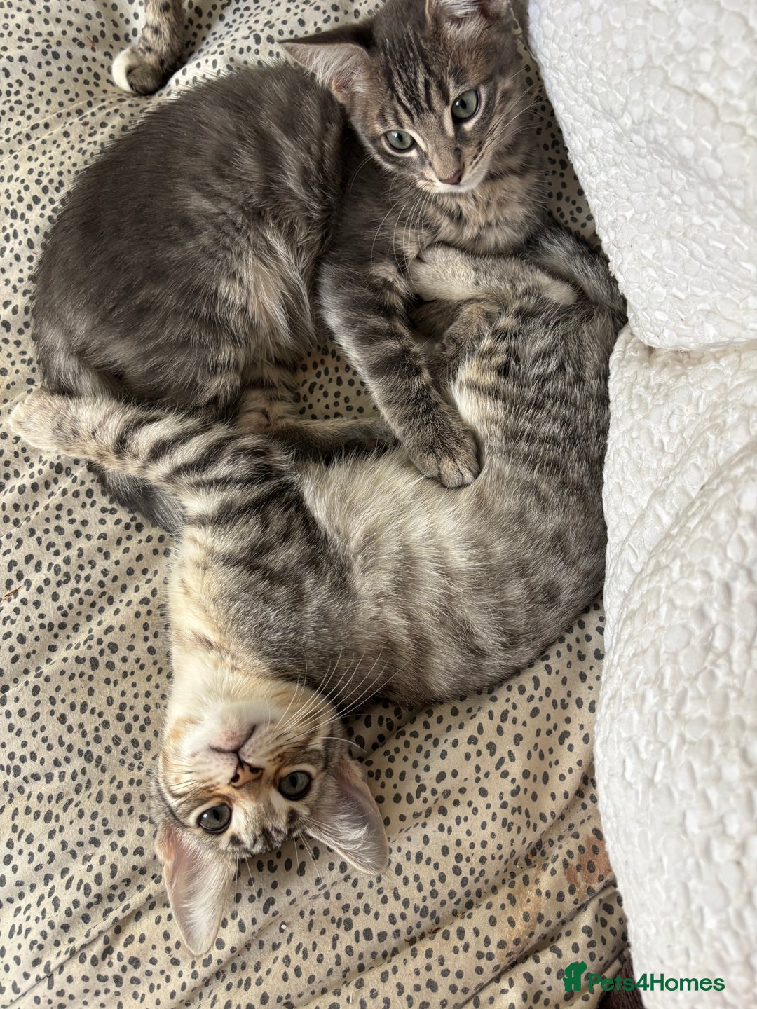 Bengal cats for sale: Half breed Bengal kittens for sale - Image 6