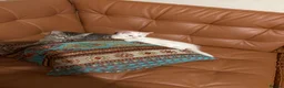 Siberian cats for sale: Five Siberian mixed kittens - Advert 2