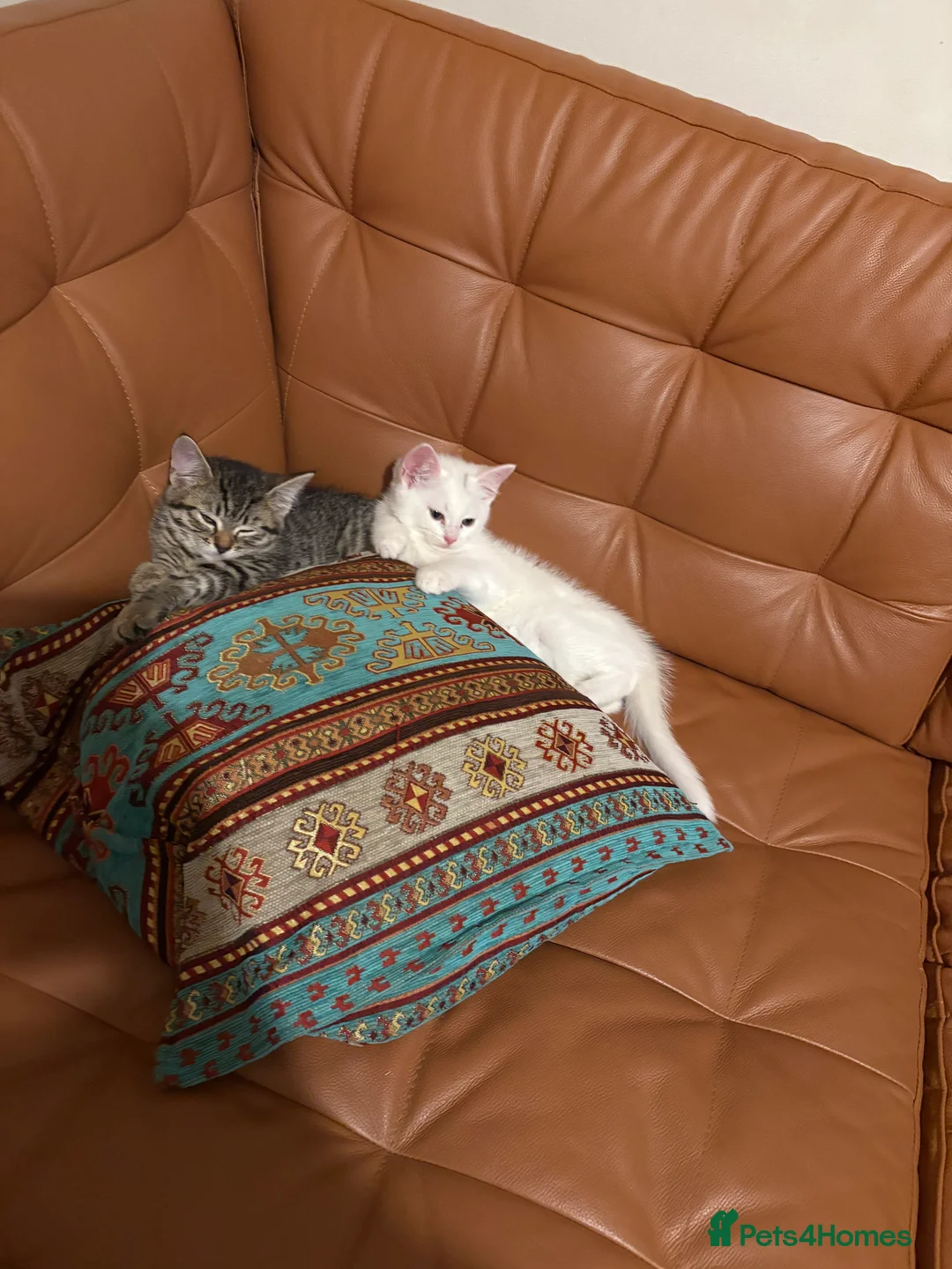 Siberian cats for sale: Five Siberian mixed kittens - Advert 2