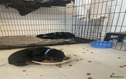 Rottweiler dogs for sale: Rottweiler puppies - Image 8