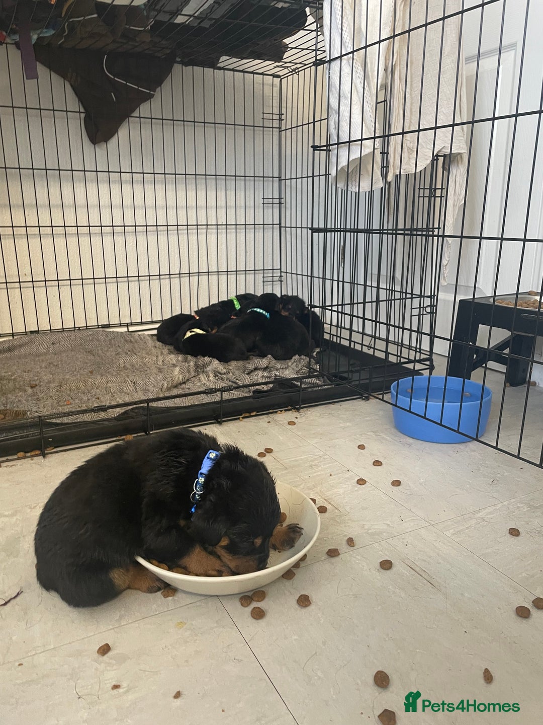 Rottweiler dogs for sale: Rottweiler puppies - Image 8