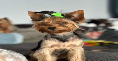 Yorkshire Terrier dogs in Johnstone - Advert 7