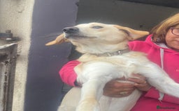 Mixed Breed dogs for adoption: Meet Lovely BRAYLEIGH  !  She needs a Loving HOME - Image 1