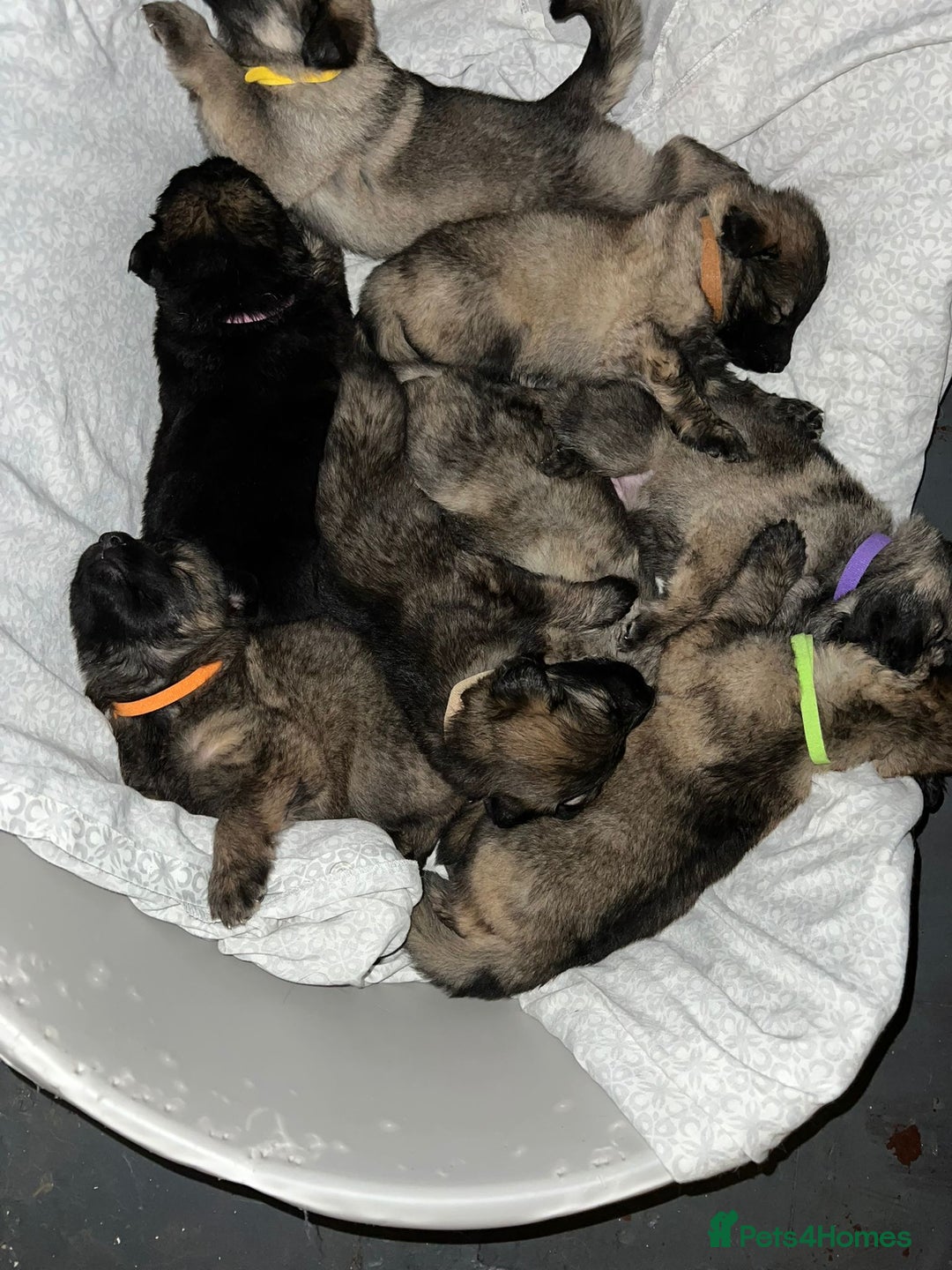 German Shepherd dogs for sale: 4 German Shepard x German Shepard cross dogs  - Image 1