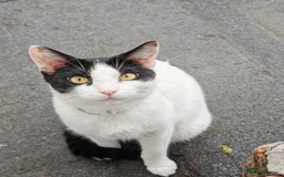 Mixed Breed cats for sale: 3 beautiful kittens left for sale!! - Image 20