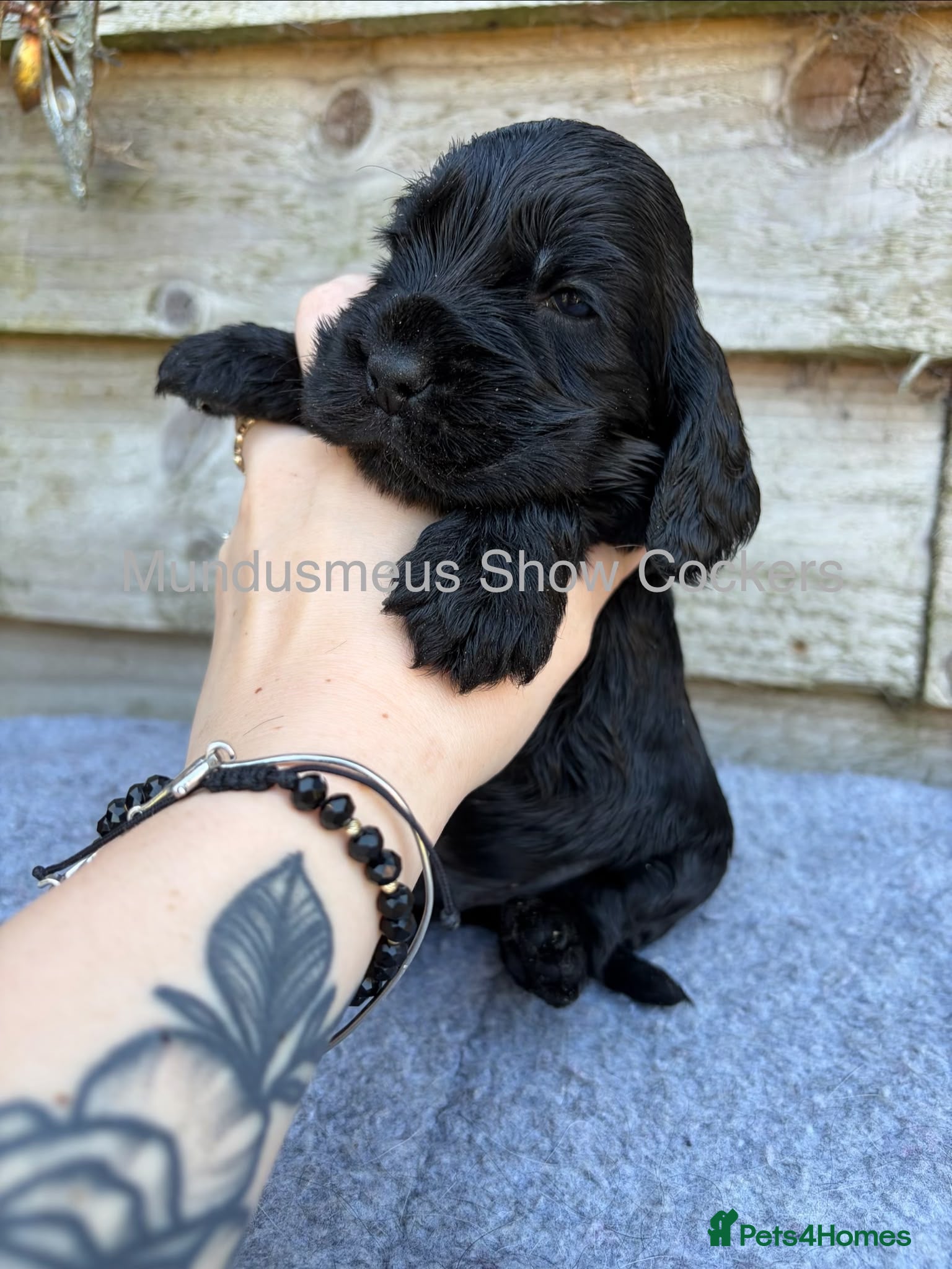 Cocker Spaniel dogs for sale: show quality gold boy and black boy - Advert 6