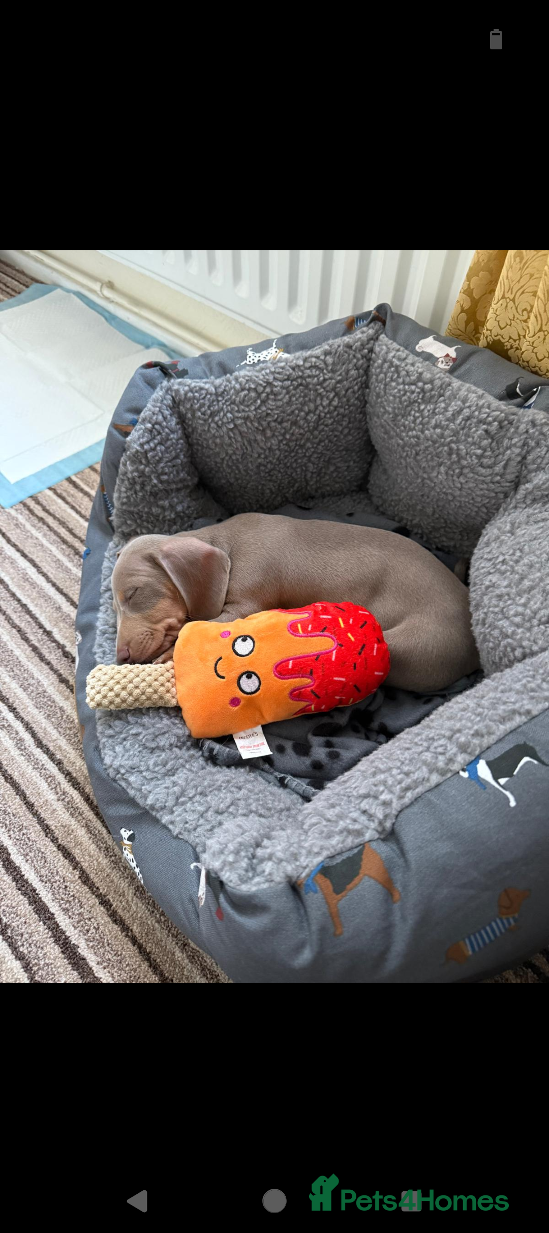 Miniature Dachshund dogs for sale: Miniature Dachshund - Image 1