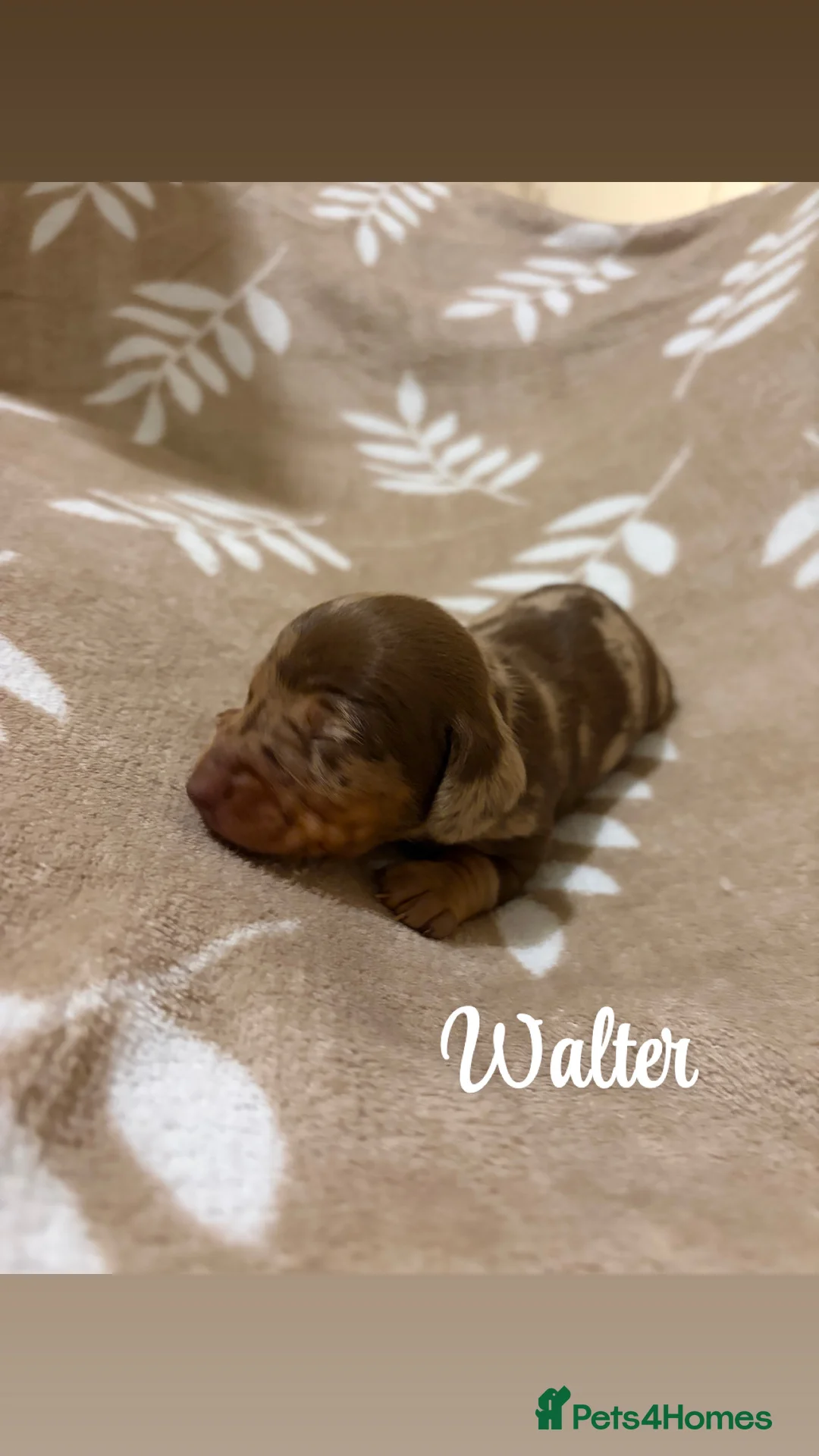 Miniature Dachshund dogs for sale: Miniature Dachshund KC REG PRA Clear   - Advert 4