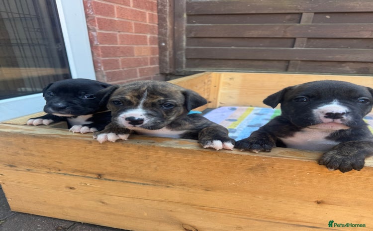 Mixed Breed dogs - Advert 4