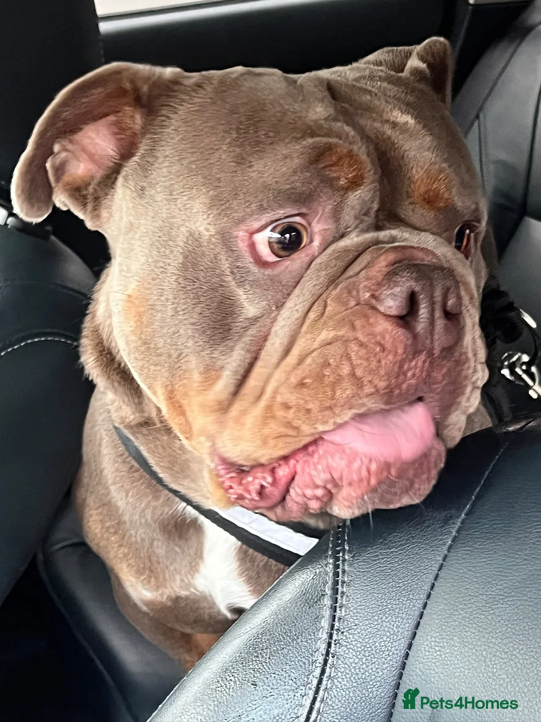 English Bulldog dogs for sale: English bulldog  in Stourbridge - Advert 6