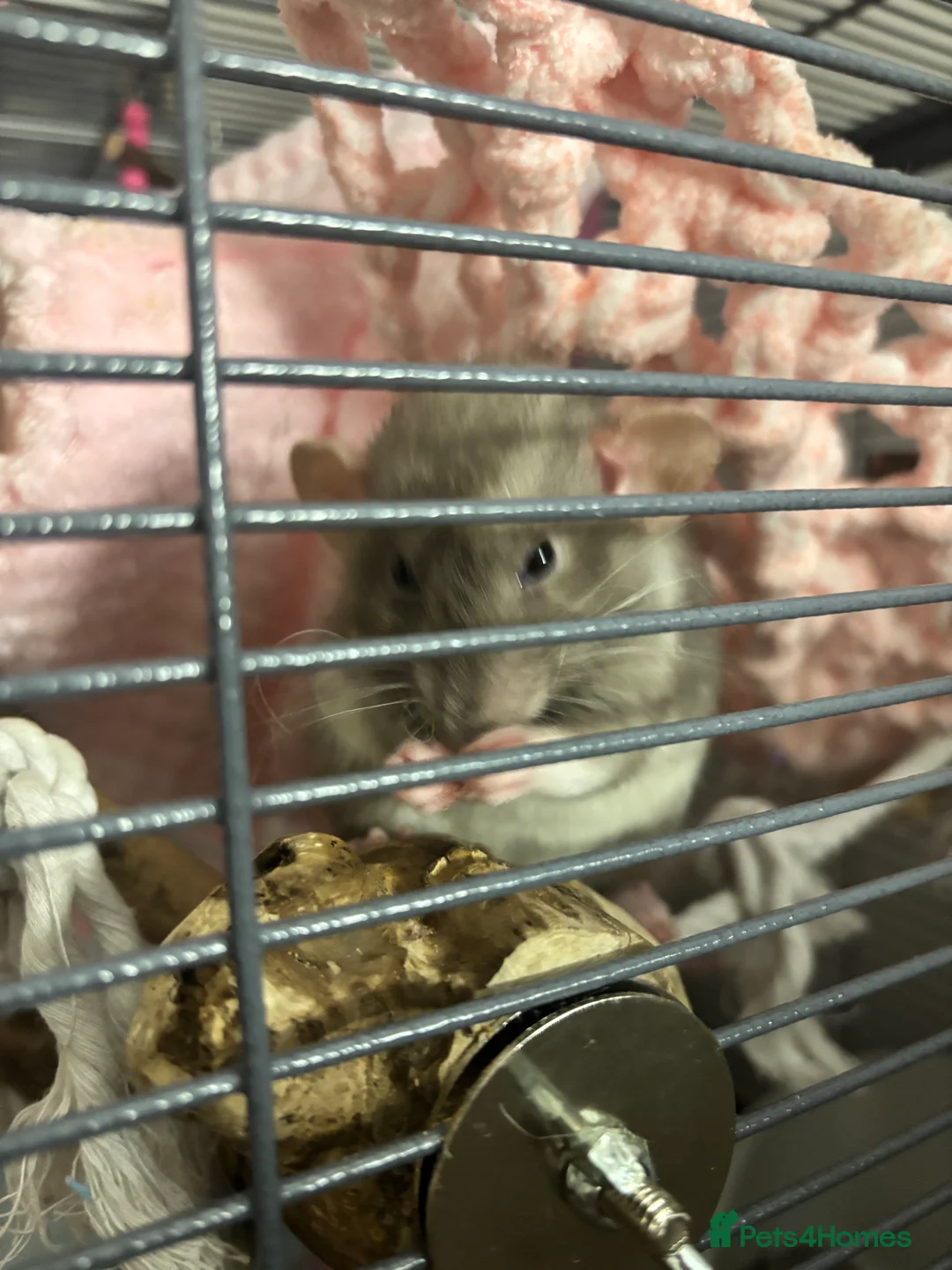 Rat rodents for sale: 2 female dumbo rats in Prestonpans - Advert 4