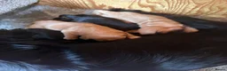 Cocker Spaniel dogs for sale: 1 puppy remaining cocker spaniels ready 07/05 - Advert 31