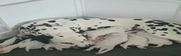 Dalmatian dogs for sale: Litter of 8 puppies  - Advert 23