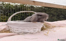Mini Lop rabbits for sale: Pure mini lops, otters, grey, blue - Image 18