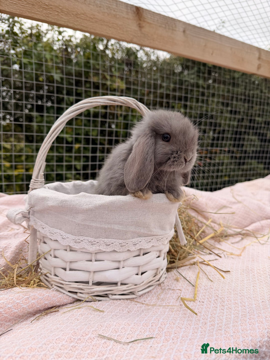 Mini Lop rabbits for sale: Pure mini lops, otters, grey, blue - Image 18