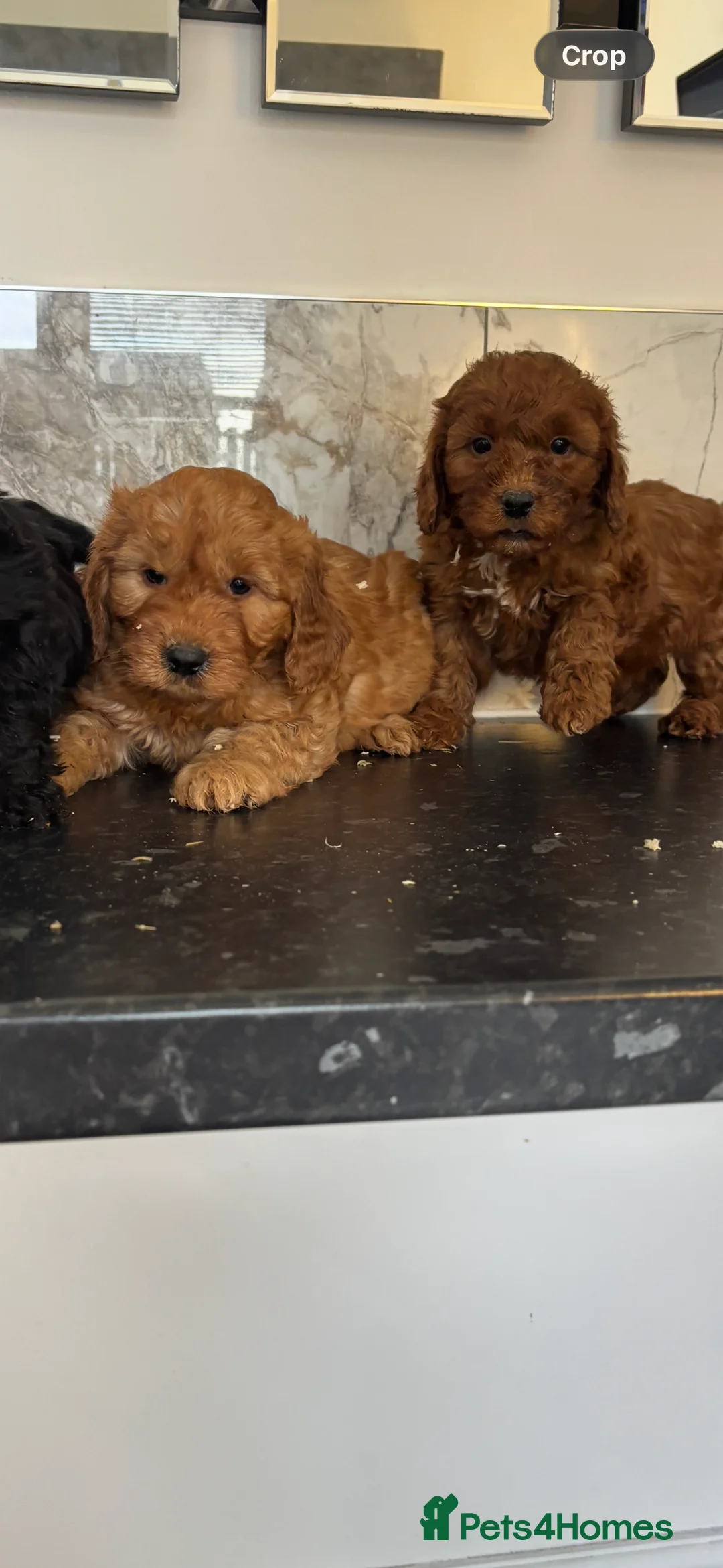 Maltipoo dogs for sale: Maltipoo puppies toy poodle - Advert 4