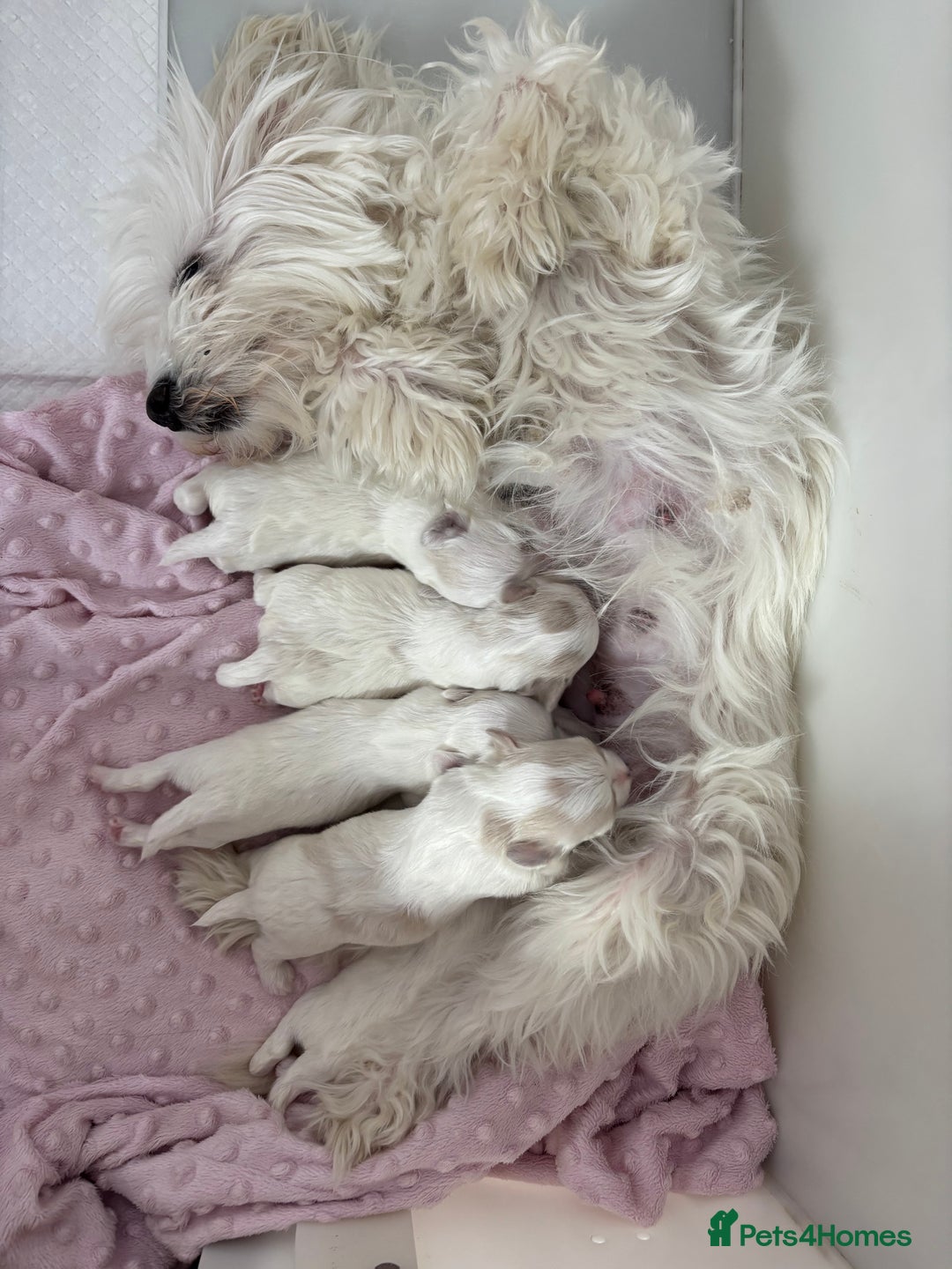 Maltese dogs for sale: Beautiful Maltese puppies for sale - Image 2