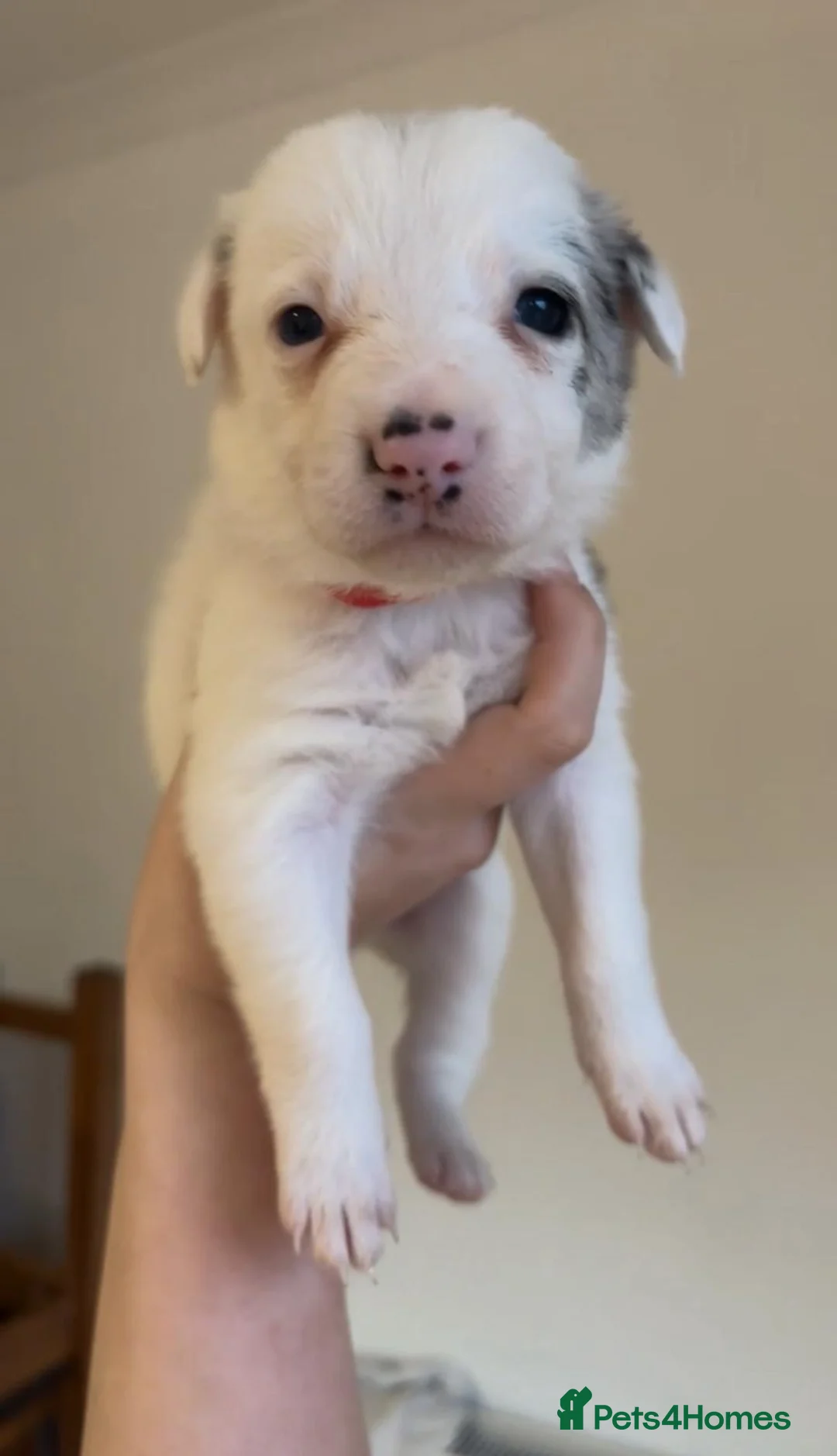 Border Collie dogs for sale: ✨ Last remaining border collie puppy ✨ - Advert 14