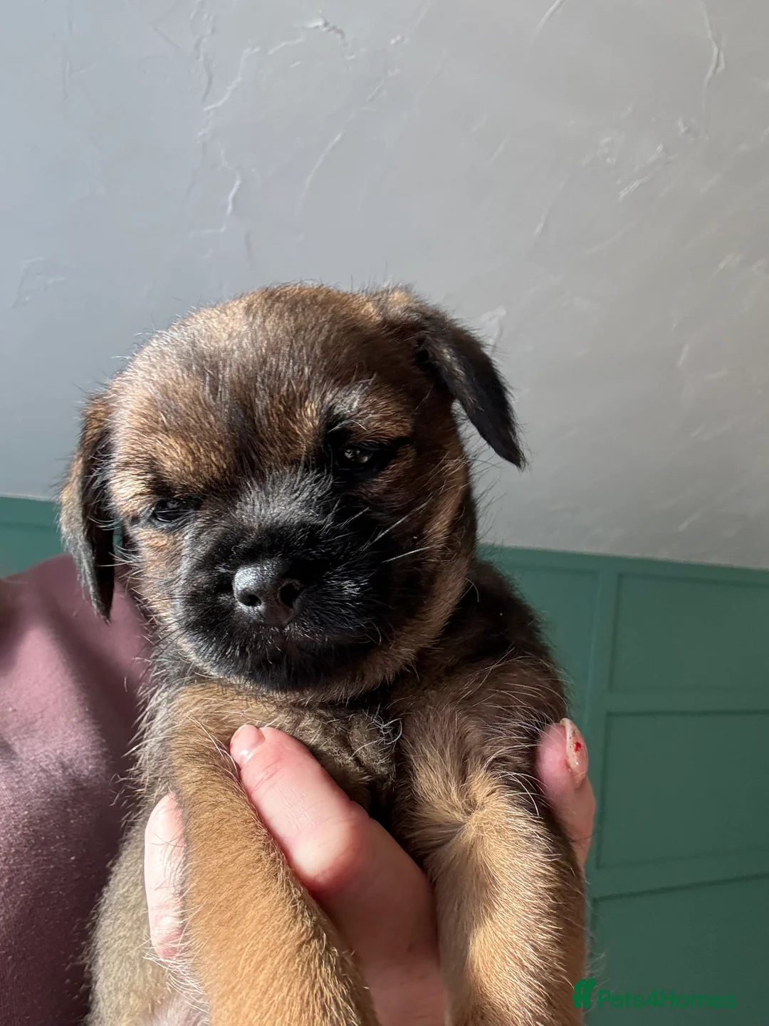 Border Terrier dogs for sale: Border Terriers 4 girls 3 boys  - Advert 6