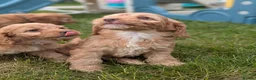 Cockapoo dogs for sale: Miniature F1 Cockapoo Pups, Health Tested Parents - Advert 1