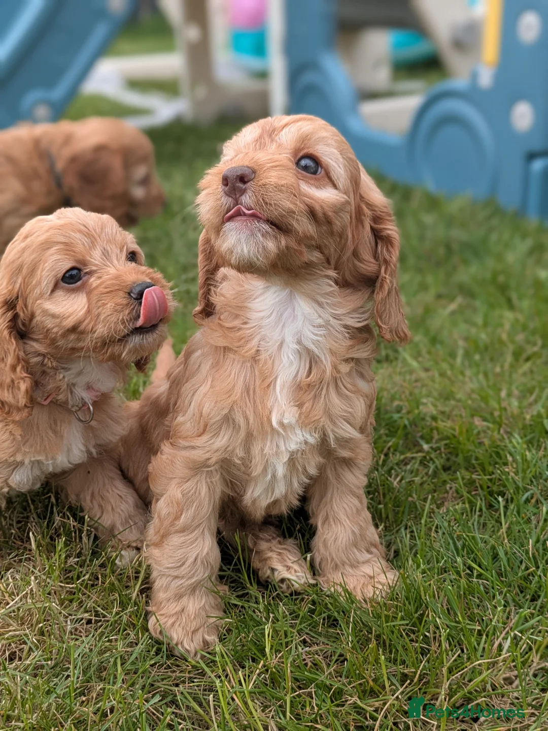 Cockapoo dogs for sale: Miniature F1 Cockapoo Pups, Health Tested Parents - Advert 1