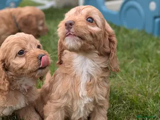 Cockapoo dogs for sale: Miniature F1 Cockapoo Pups, Health Tested Parents - Advert 2