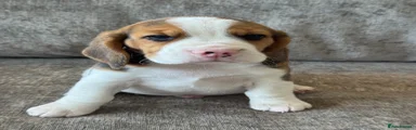 Beagle 3