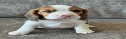 Beagle dogs for sale: 🐶 BEAUTIFUL KC REGISTERED CHUNKY BEAGLE PUPPIES🐶 - Advert 11