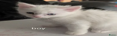 Kitten 2