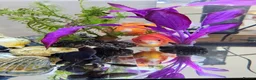 Goldfish fish for sale: 4 Happy Goldfish & Complete Setup in Fleet - Advert 7